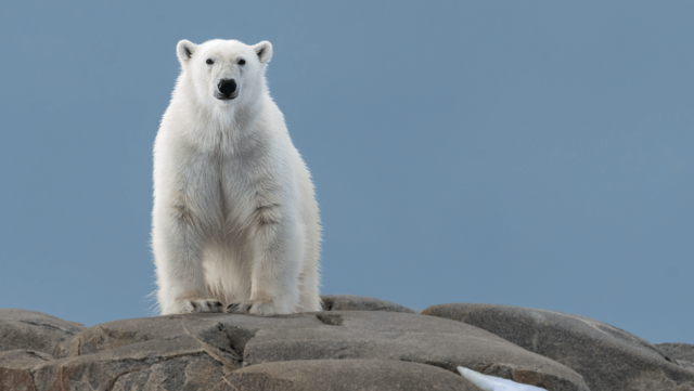 Alaska Nannut Co-Management Council