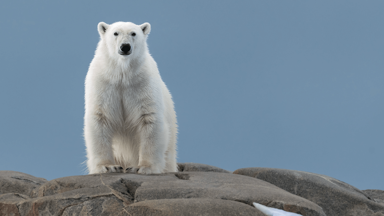 Alaska Nannut Co-Management Council