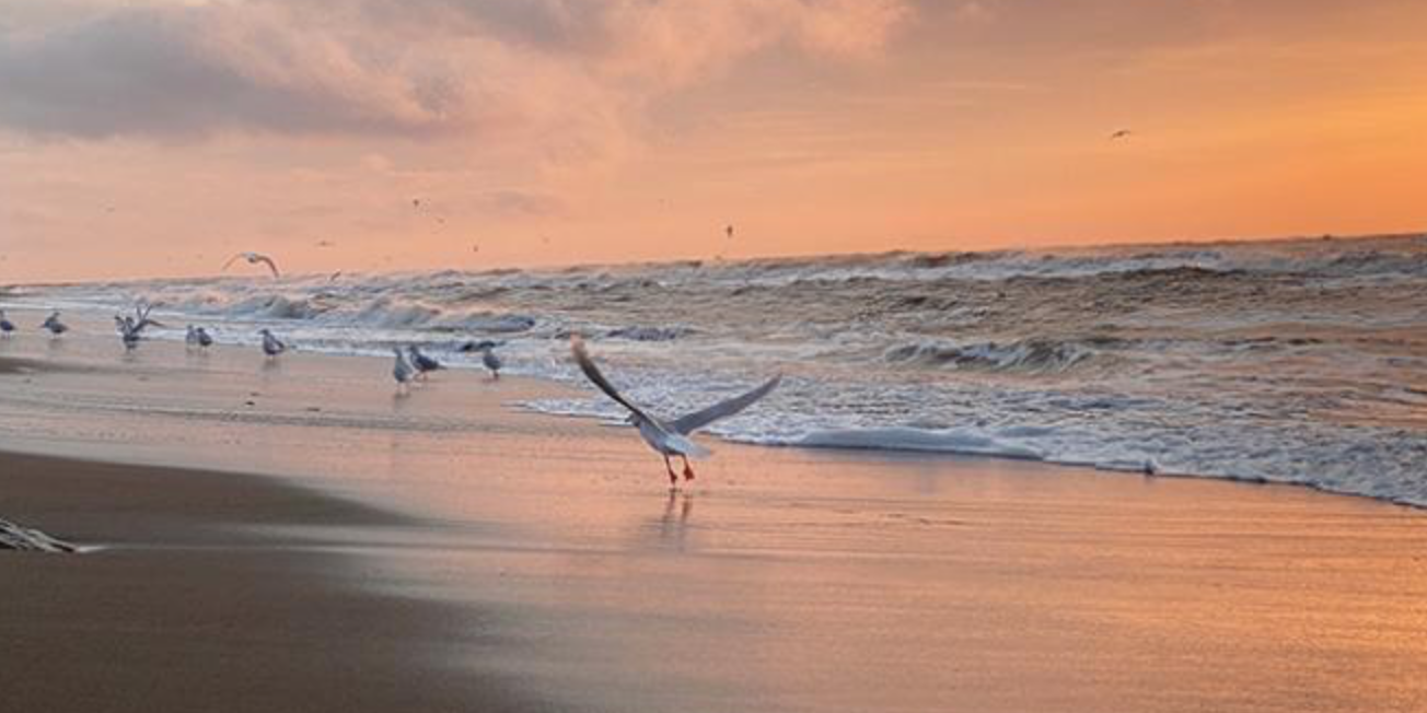 Alaska Nannut Co-Management Council