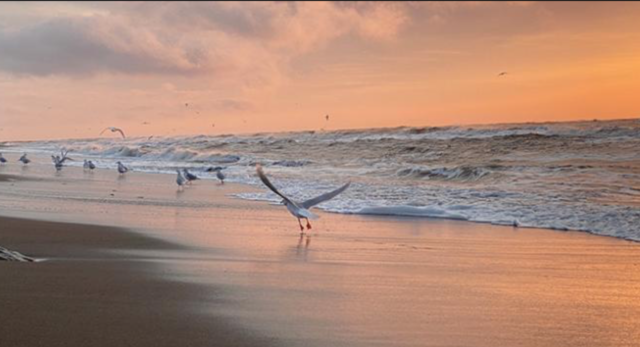 Alaska Nannut Co-Management Council